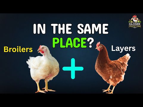 Видео: Могут ли бройлеры и несушки жить на одной территории? Руководство по птицеводческим фермам 2025 года