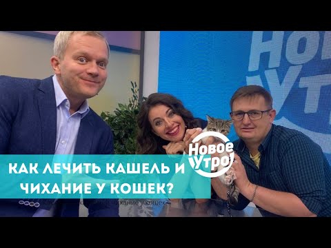 Видео: Как лечить кашель и чихание у кошек?