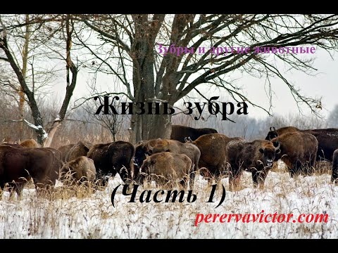 Видео: Жизнь зубра (часть 1)