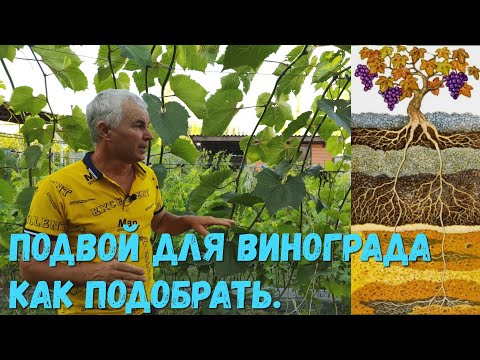 Видео: Подвой для винограда как подобрать.