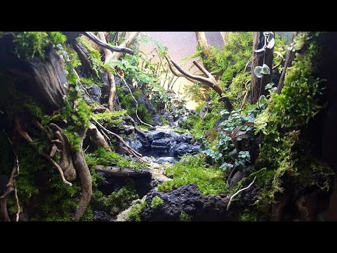 Видео: Как сделать лесной колодец, который никогда не иссякает в моей комнате