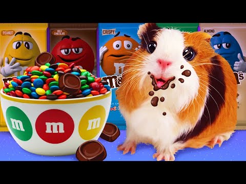 Видео: Свинка Бузя и шоколадный рай! 🍫🐷