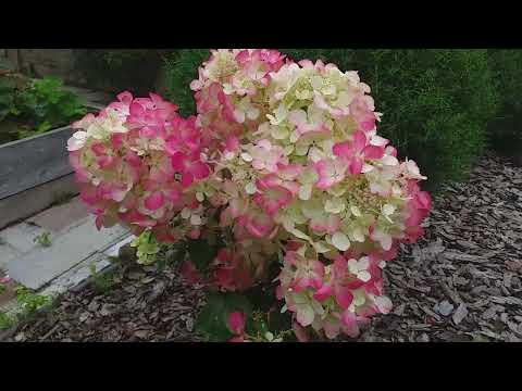 Видео: ЦВЕТЕНИЕ ГОРТЕНЗИЙ - отличные сорта! #саженцыгортензий #цветениегортензий