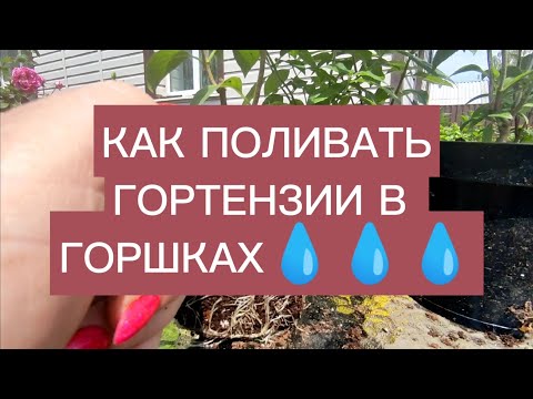 Видео: ПРО ПОЛИВ  ГОРТЕНЗИЙ В ГОРШКАХ 🌿🌿🌿💧💧💧