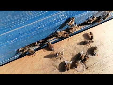 Видео: Посадка роя и несколько советов.