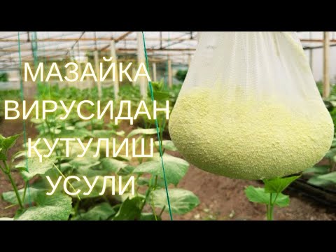 Видео: 20,000 сом евазига, МAЗAЙКA ВИРУСИДAН ҚУТУЛИШУСУЛИ