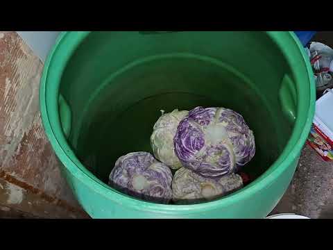 Видео: Кисело зеле