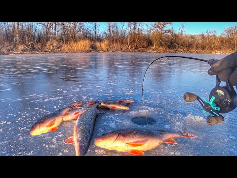 Видео: ОКУНЯ МОНСТРЫ И ЩУКИ НА БАЛАНСИР! ТАКАЯ РЫБАЛКА ВПЕРВЫЕ! Зимняя рыбалка 2025.