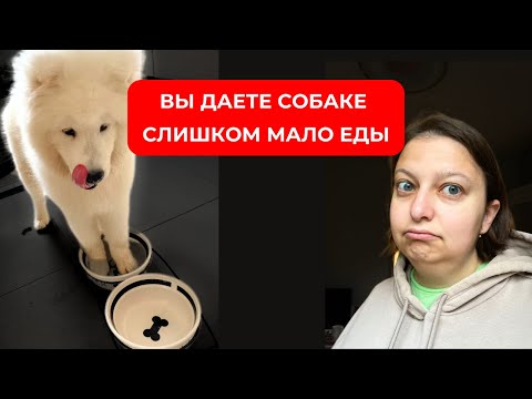 Видео: Сколько еды давать собаке? Считаем реальную калорийность и порцию! Никаких 3% от массы тела!