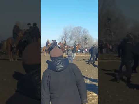 Видео: Диер полвон дар улок. Бузкашии д.Чорбог бо аспи Ялта марраи дуюмаш