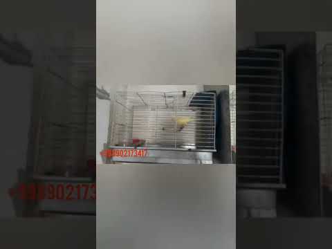 Видео: канарейкалар сотувда