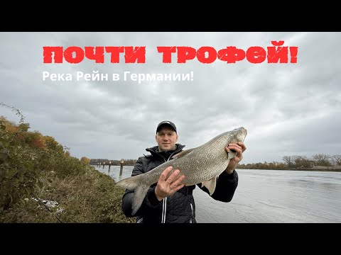 Видео: Поймал хорошего жереха! Река Рейн в Германии.