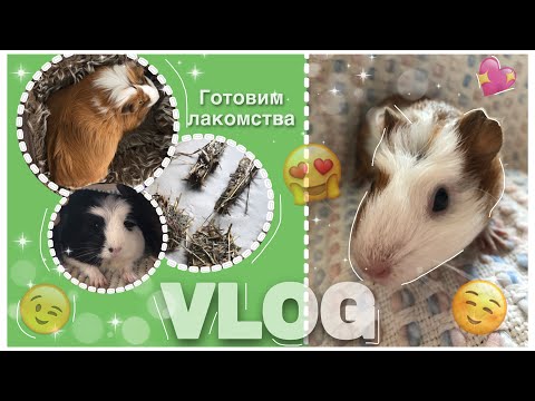 Видео: VLOG Мой день с морскими свинками|рецепт лакомства для морских свинок|СВИНКИ с МОРЯ