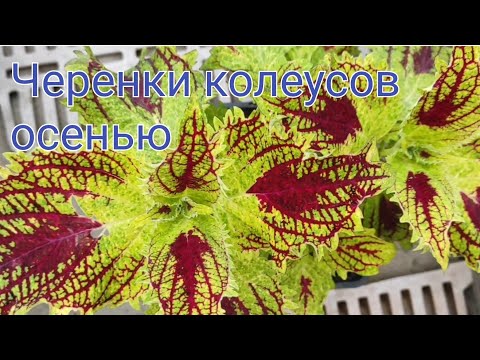 Видео: Черенки колеусов осенью. Сорта, которые будут зимовать.