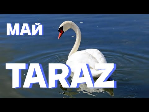 Видео: Тараз (Джамбул) ЛЕБЕДИ #taraz #тараз #лебедь