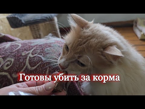 Видео: Они хотят корма, а не моих пустых обещаний