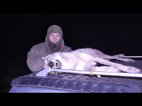 Видео: ОХОТА на ВОЛКОВ! ВОЛК вышел на ОХОТНИКА!wolf hunting