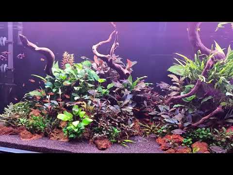 Видео: Месяц после запуска. Аквариум 220 литров. Акваскейпинг.