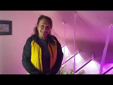 Видео: Герань (пеларгония), осенняя обрезка и черенкование!