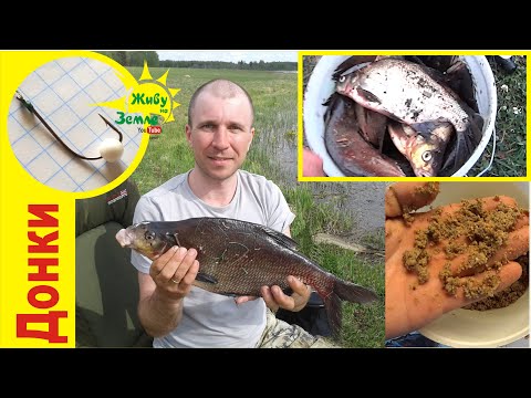 Видео: СУПЕР уловистая ПРИКОРМКА для ДОНКИ! Просто, БЮДЖЕТНО! В кормушку, пружину, на ЛЕЩА, КАРАСЯ, КАРПА.