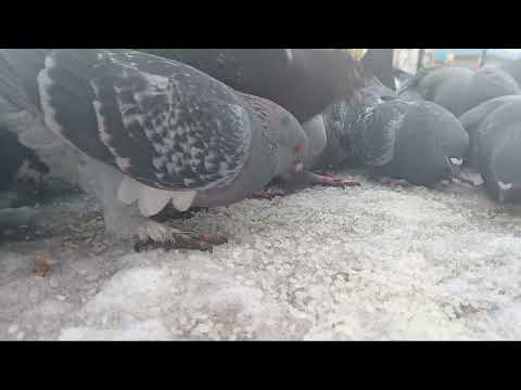 Видео: Голуби на закормку! 3 серия
