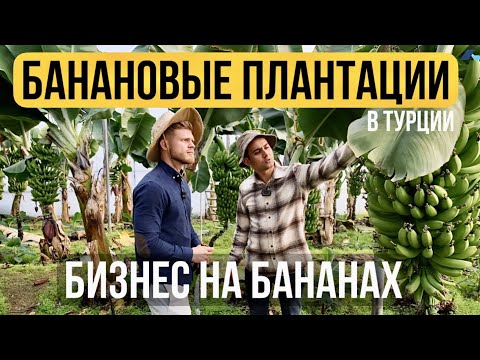 Видео: Как выращивают бананы в Турции | Сколько можно заработать на бананах | Бизнес в Турции