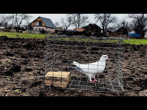 Видео: Ловлю Ястреба! Голуби пошли на Поправку! Болячка Проходит! Голубята Растут Хорошо!