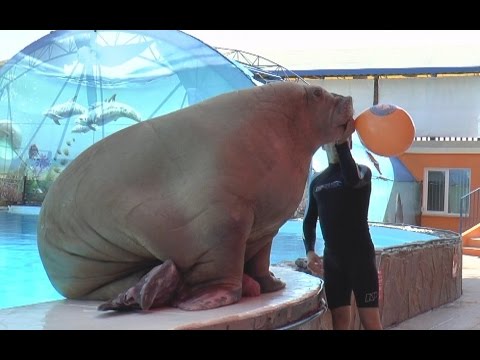 Видео: Дельфинарий Акватория Ялта лето 2017 Dolphinarium Water area Yalta summer 2017
