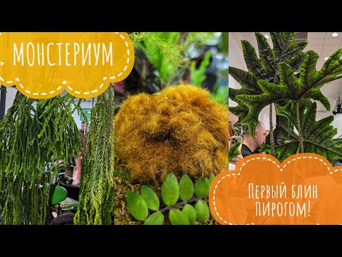 Видео: Монстериум- первая выставка-ярмарка экзотических растений в Москве от организаторов Орхидиума. Обзор