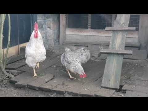 Видео: КУРЫ Борковская Барвисьая 300 яиц в год