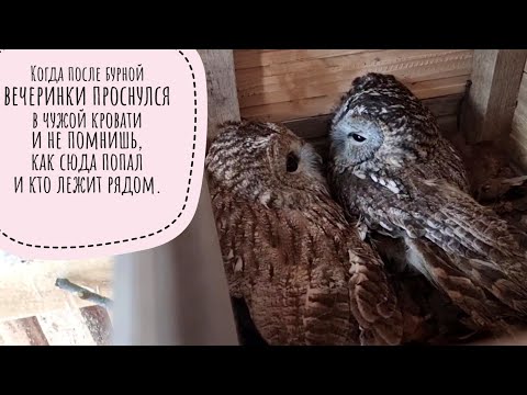Видео: Домик для серых сов и конкурсы для упоротых зоологов. Снежим Гатилова, собираем сову по кусочкам
