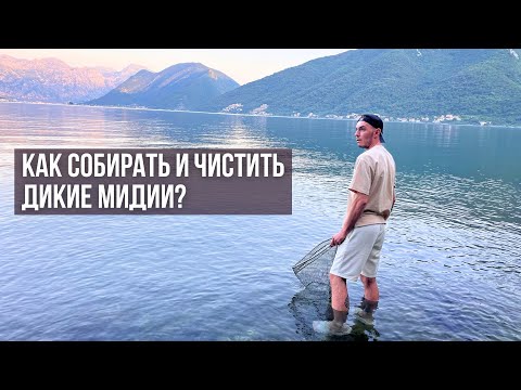Видео: Как собирать и чистить дикие морские мидии?