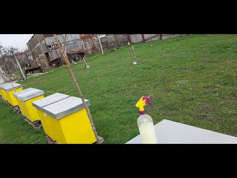 Видео: Пробіотик для бджіл!