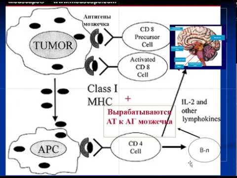 Видео: Противоопухолевый иммунитет