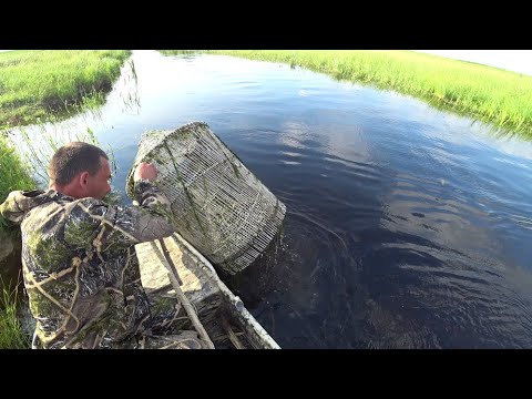 Видео: Сазаны рвут в клочья наши пауки. Рыбалка в сказочной Сибири.