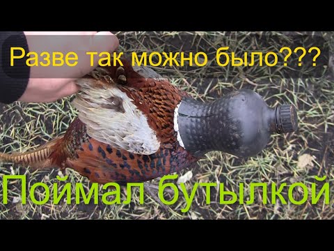 Видео: Как поймать фазана на бутылку /// Это гениально /// Фазан живой и невредимый ///