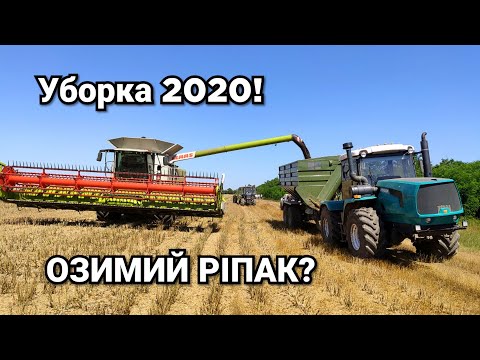 Видео: Уборка рапса 2020! Claas Lexion 770 трактор ХТЗ-242К с бункером. Закрытие влаги Mzuri Rezult