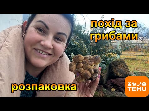 Видео: Полювання за грибами не виходячи з подвір'я. Товари з Temu