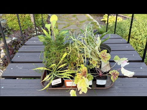 Видео: НОВОСЕЛЫ ДЛЯ САДА. Заказ в сад. НОВЫЙ МОСТИК ЧЕРЕЗ РУЧЕЙ. Осока пальмолистная/Хоста Молящиеся Ручки.