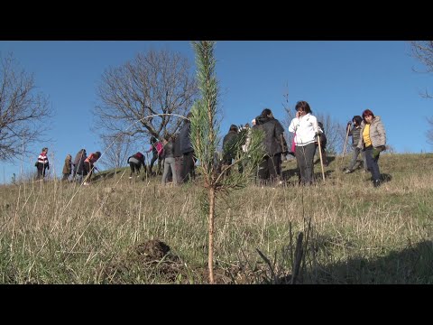 Видео: Доброволци залесяваха в Смядово