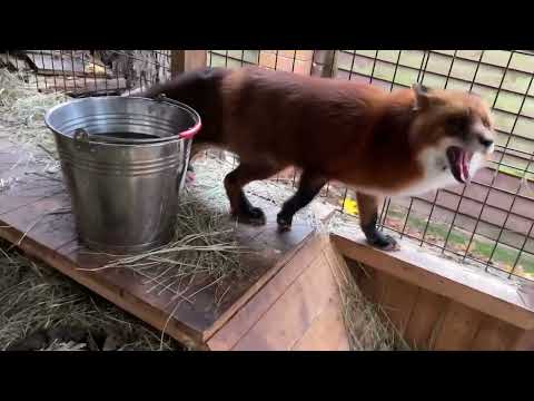 Видео: Алиса - лиса. У лис всё в порядке, а я в работе #лисяо #животные #милота #лиса #fox