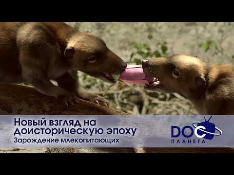 Видео: Новый взгляд на доисторическую эпоху - Часть 3.Зарождение млекопитающих - Документальный фильм