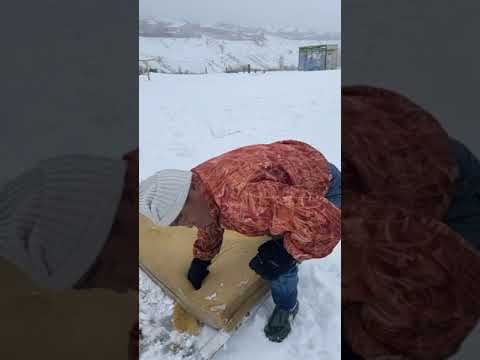 Видео: Как приучить верблюда к телеге