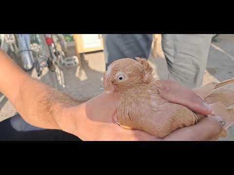 Видео: Туркменистан. 🕊.Голубиный базар🕊 Туркменабада.🕊.07.09.2025.🕊🕊.(Чарджоу).