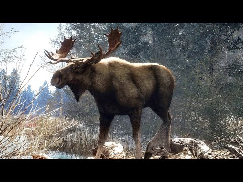 Видео: ОХОТА В КАНАДЕ. АЛЬБЕРТА - ОЛЕНИ.  ЛОСИ.  ГУСИ.  ХАТКА БОБРА в theHunter Call of the Wild # 2