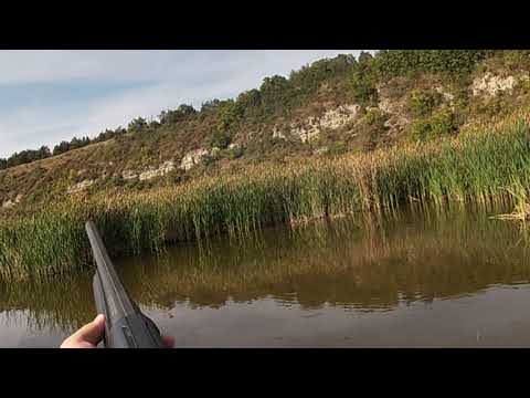 Видео: Полювання на качку .!!!!!   В  очереті.