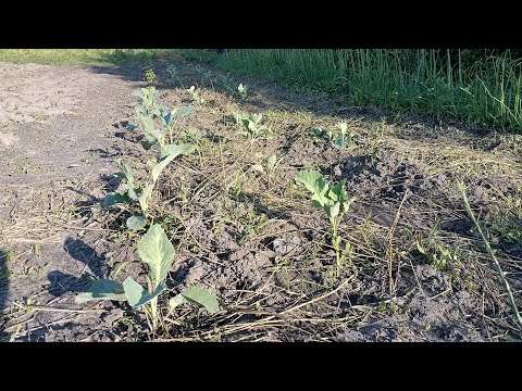 Видео: Обзор нижнего огорода - №2