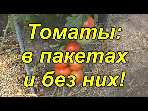 Видео: Томаты, выращенные по этому способу всегда дают ОТЛИЧНЫЙ урожай!!!!