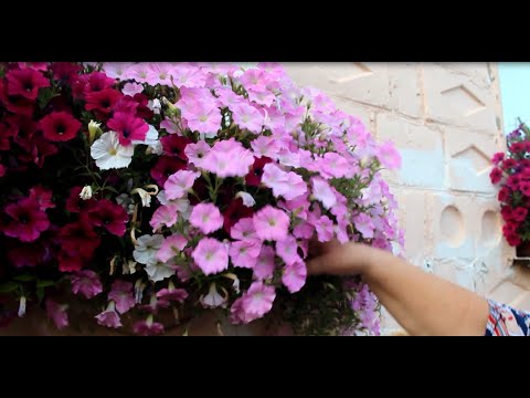 Видео: Нашла замену дорогущим семенам. Шуршу пакетиками. Обзор семян петунии.