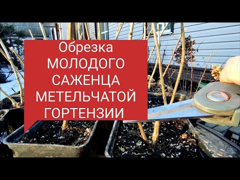 Видео: Обрезка молодого САЖЕНЦА МЕТЕЛЬЧАТОЙ ГОРТЕНЗИИ 🌿